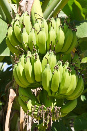 Green young bananas on top of it.の写真素材