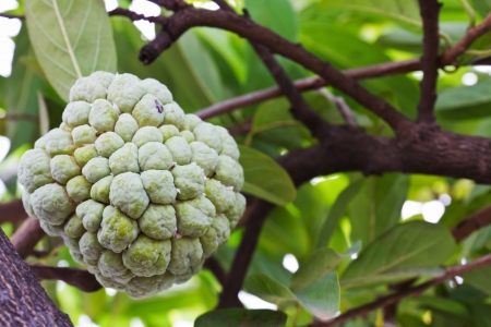 Custard apple growing on tree in natureの写真素材