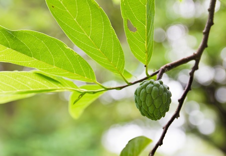 Custard apple growing on tree in natureの写真素材
