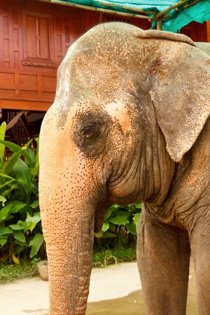 Elephant in zooの写真素材