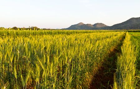 Green barley field in spring on a sunny dayの写真素材