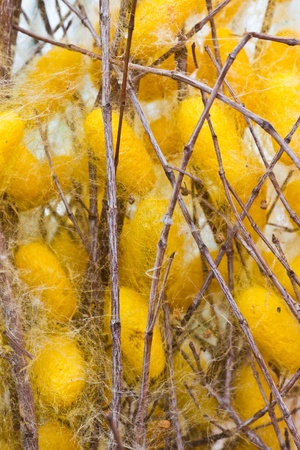 Silk worms nest on dry twigsの写真素材