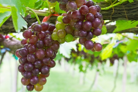 Red grape vine in the yardの写真素材