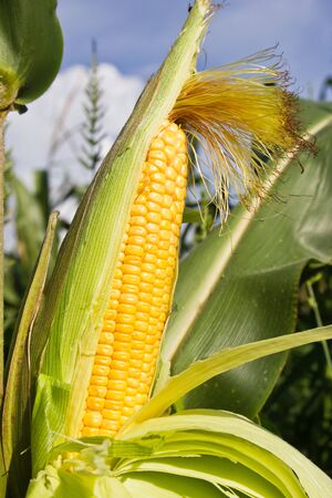 Corn on the stalk in the fieldの写真素材