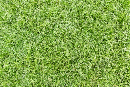 Green healthy grass texture backgoundの写真素材