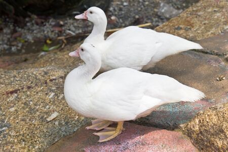 Two white duck standing on the rockの写真素材