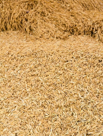 Pile of paddy in brown shell from Thailandの写真素材