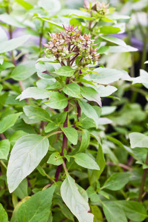 Pile of fresh green basil and flower of sweet basilの写真素材