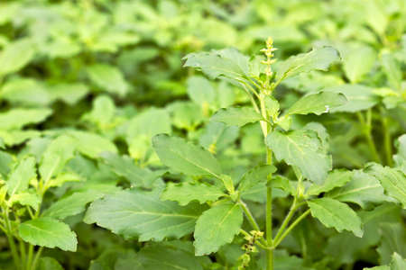 Close up Fresh green basilの写真素材