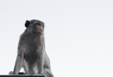 Macaque monkey sat on the right in Thailandの写真素材