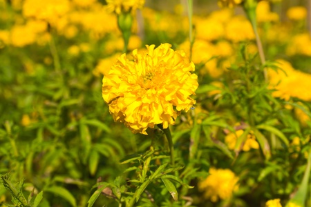 Marigold fieldの写真素材