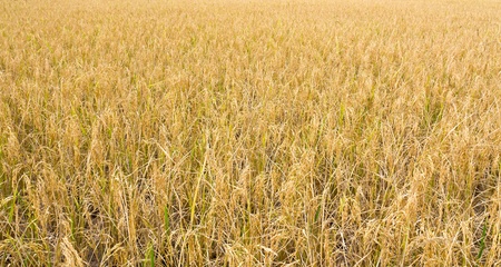 Golden rice field ready for harvest.の写真素材