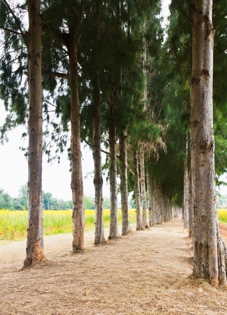 Pathway with pine tree pattern on sidewayの写真素材