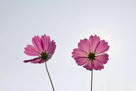 Pink Cosmos flowers on white sky backgroundの写真素材