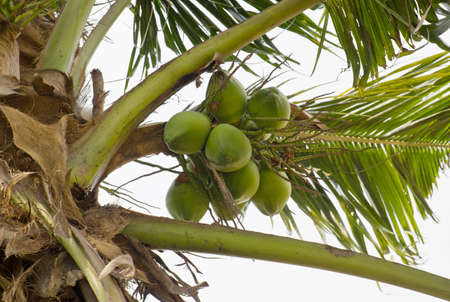 Close up of coconuts in a bunch on tree