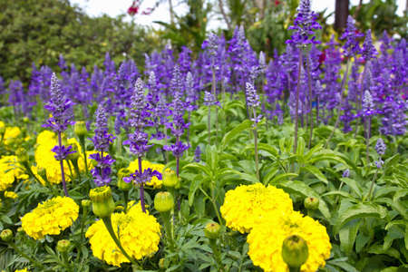 Colorful Field of wild violet flowers in gardenの写真素材