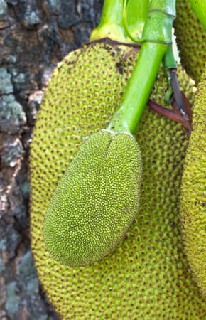 Jack Fruit hanging on the tree in Thailand