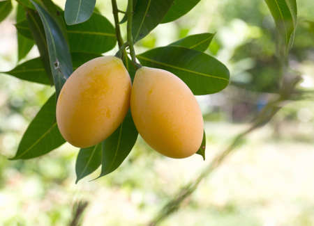 Marian plum or maprang  thai fruit  hang on tree