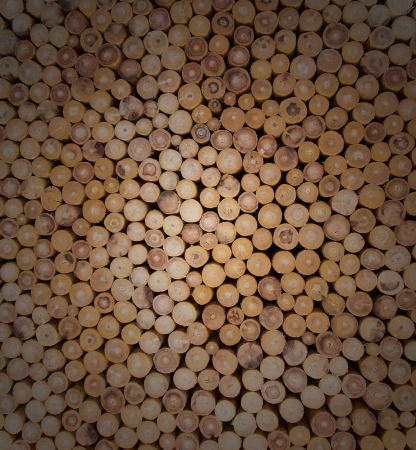 Cross section of the timber for the background の写真素材