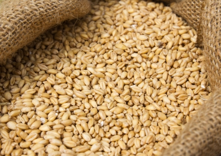 Corncrop in sack Ready for animal feed Corncrop in sack Ready for animal feed