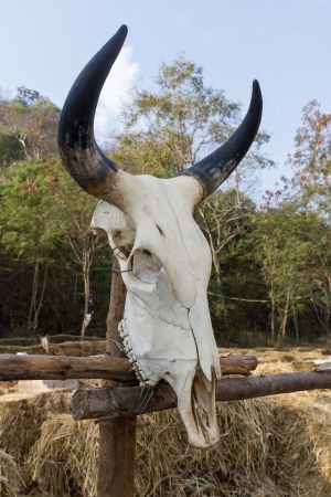 Skull buffalo hang on tree in forestの写真素材