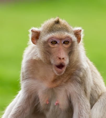 Close up portrate of a monkey at Lopburi ,Thailandの写真素材