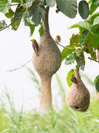 Baya weaver bird nest at a branch of the treeの写真素材