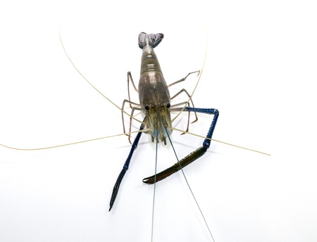 Freshwater Prawn  Macrobra chium rosenbergii de Man  on white backgroundの写真素材