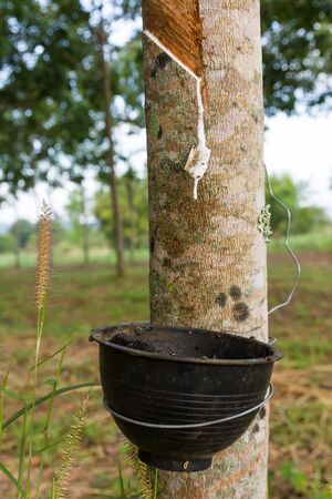Close up of tapping latex from rubber tree in Thailandの写真素材
