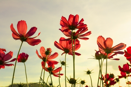 Red cosmos flowers under summer sky in Thailandの写真素材