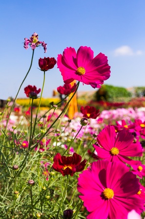 Field White and pink  cosmos flowers in Thailandの写真素材