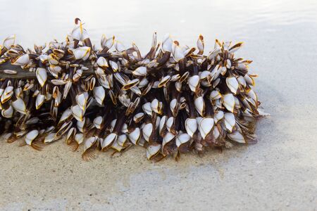 Image of Lepadid  Gooseneck Barnacles Lepas anatifera  on lumber in Koh Samui, Thailand の写真素材