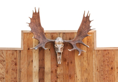 Skull Moose front view  hung on wooden wallの写真素材