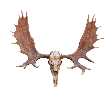 Skull Moose front view isolated on white  backgroundの写真素材