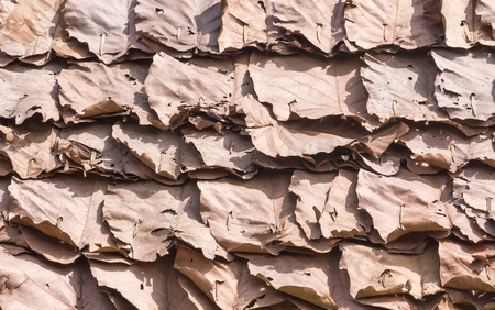 Dry leaf pattern abstract background of dry leaf の写真素材