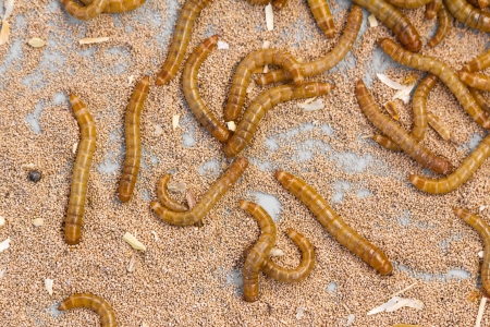 Mealworms is the common name for the larvae of the beetle Tenebrio molitor 