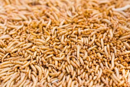 Mealworms is the common name for the larvae of the beetle Tenebrio molitor の写真素材