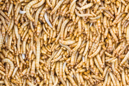 Mealworms is the common name for the larvae of the beetle Tenebrio molitor の写真素材
