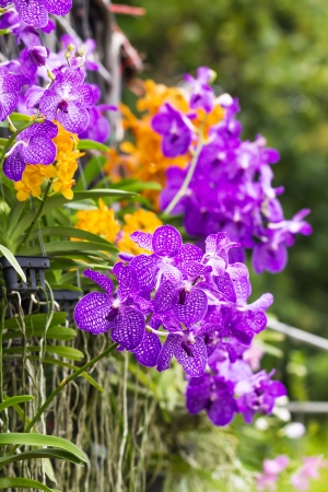Purple Vanda orchid  Vanda Coerulea Orchid   in garden