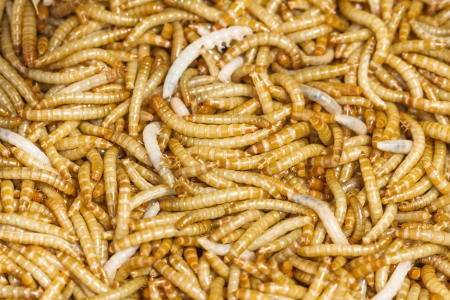 Meal worms is the common name for the larvae of the beetle Tenebrio molitor 