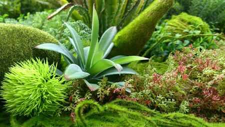 small garden with mossの素材