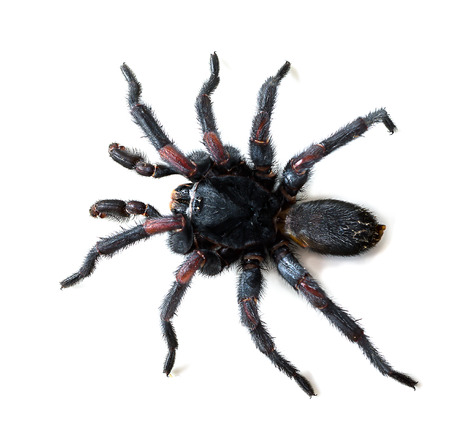 Thai Tarantula  Haplopelma albostriatum   This tarantula found throughout Thailand lives in burrowsの写真素材