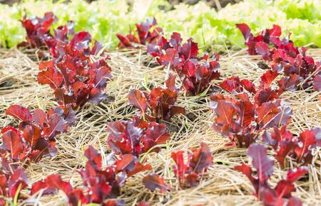 Close-up rows of young lettuce  plants in the countrysideの写真素材