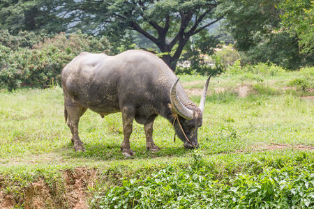 Buffalo grazing in a field width in thailan