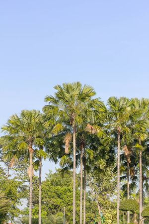 View of palm trees in summer timeの写真素材