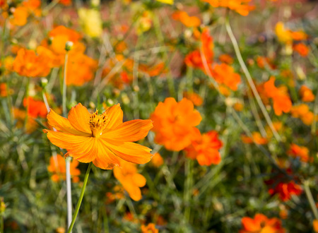 Close up orange cosmos flower family fompositae in gardenの写真素材