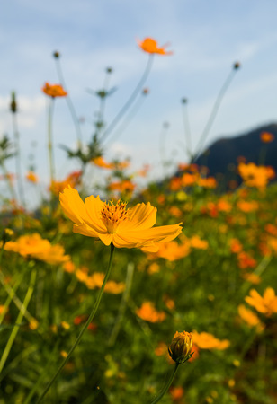Orange cosmos flower in field,Cosmos flower family fompositaeの写真素材