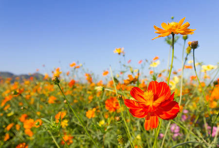 Closeup Orange cosmos flowers or Sulfur cosmos family fompositae in gardenの写真素材