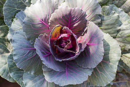 Freshly harvested cabbage,Young Purple cabbage in garden