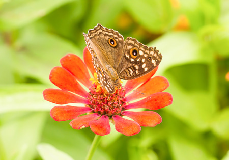 Close up Lemon Pansy butterfly on a mexican sunflower